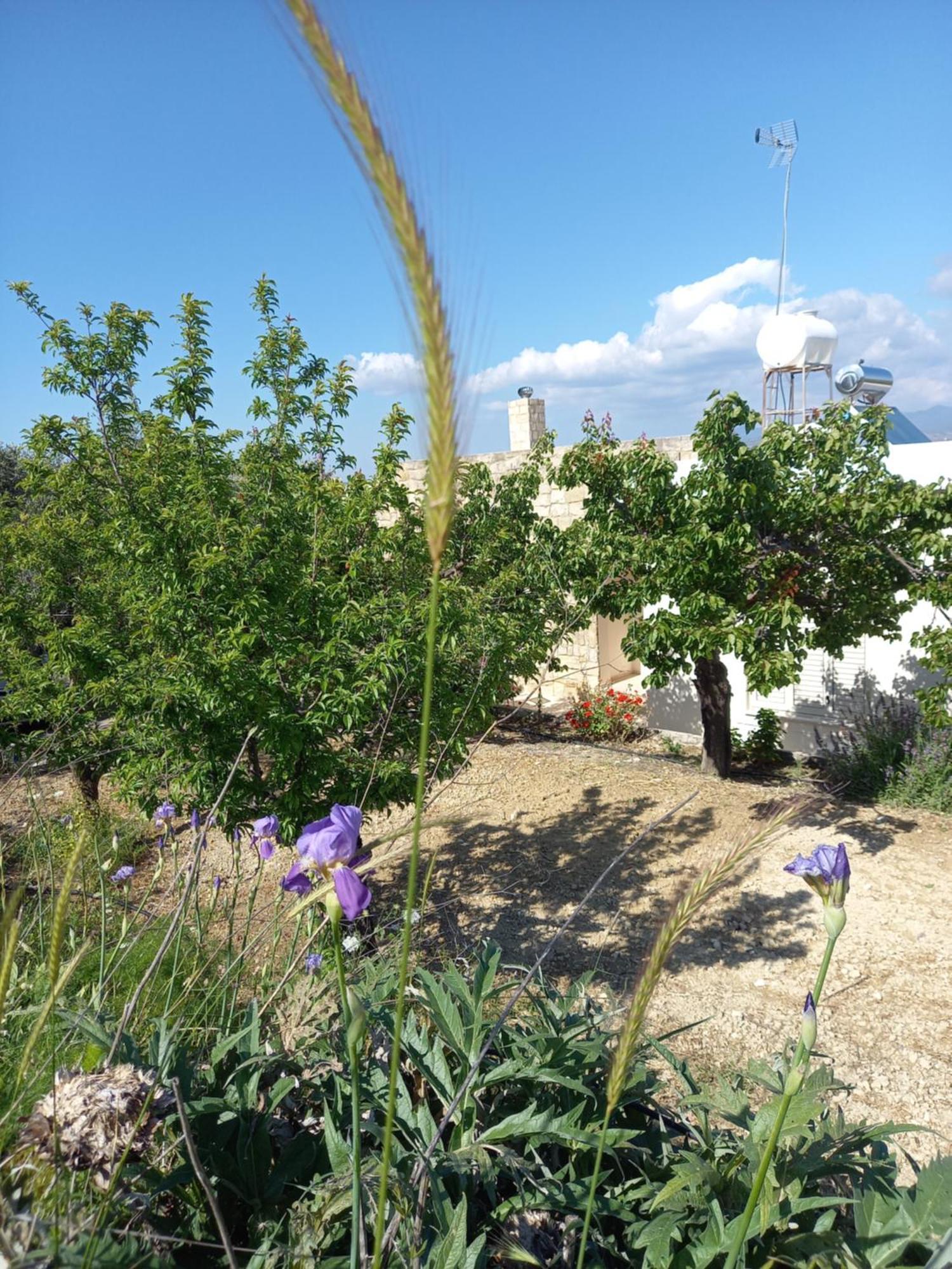 Villa Koumneni Pano Akourdalia Exteriör bild