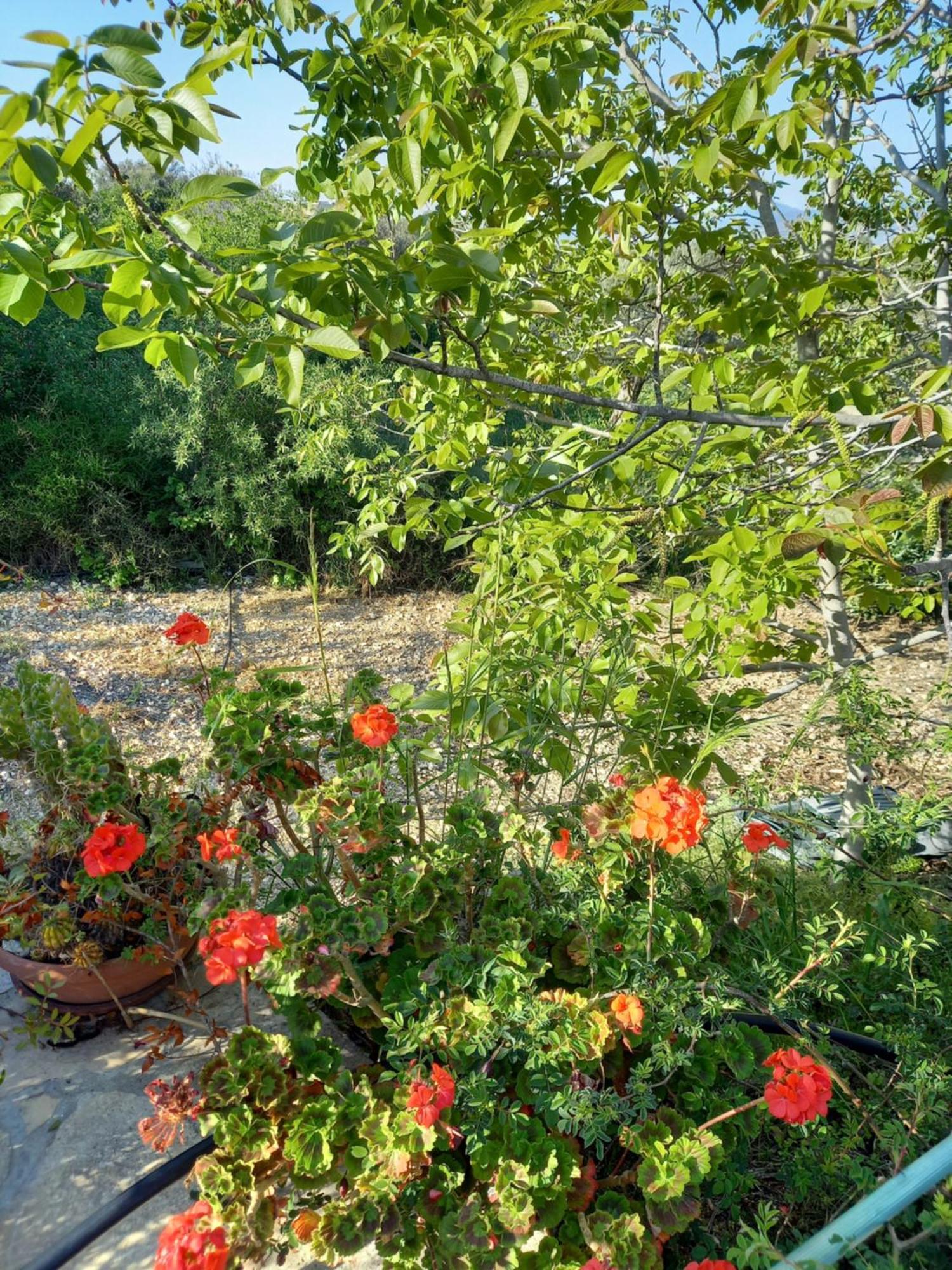 Villa Koumneni Pano Akourdalia Exteriör bild